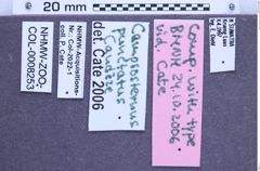 Etikette zu Campsosternus punctatus (NHMW-ZOO-COL-0008253)
